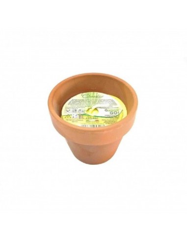 Vasetto terracotta alla citronella - General Trade